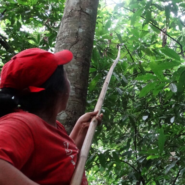 Vild chokolade - Plukning af vilde kakaofrugter i Amazon regnskoven.