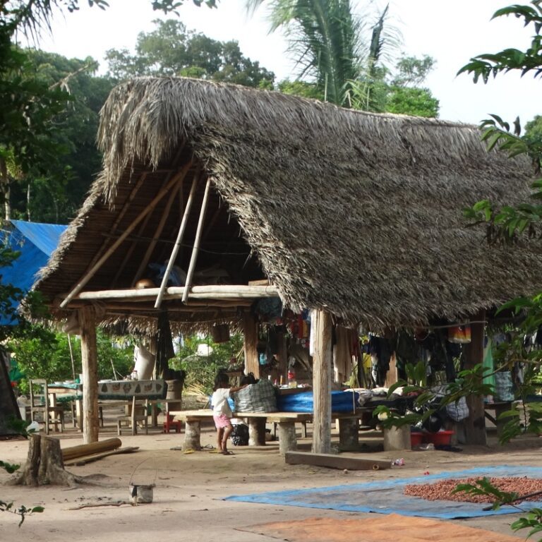 Tørring af vild kakao i Amazon regnskoven.