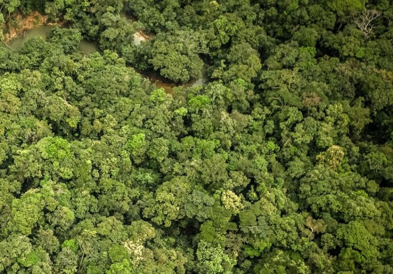 Vild chokolade regnskov