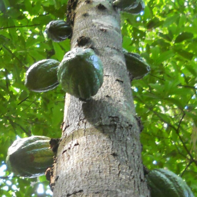 Wild Cacao Tree 10 m high